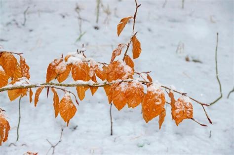 Premium Photo Close Up Of Frozen Beechleaves On A Branch During Winter