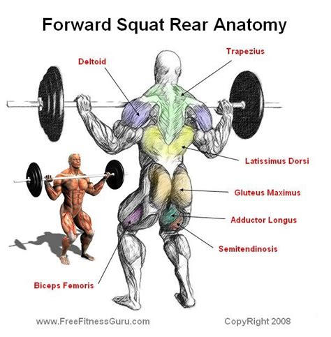 What Muscles Does Squats Workout Resume Themplate Ideas