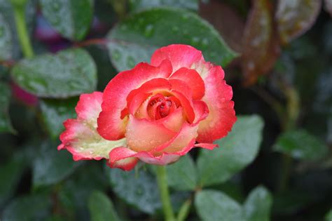 Bunga Merah Muda Pink Hujan Foto Gratis Di Pixabay Pixabay