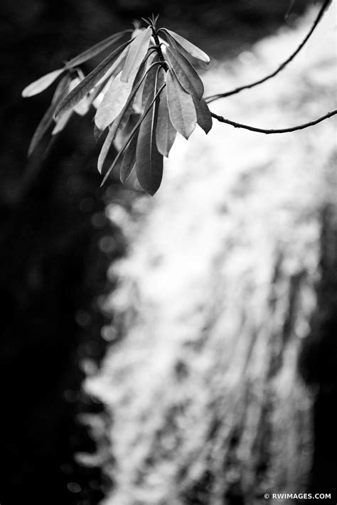 Framed Photo Print Of Rhododendron Grotto Falls Smoky Mountains Black