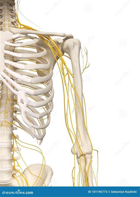 Shoulder Nerves Stock Illustration 30721780