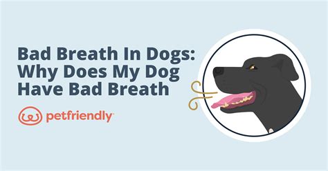 Bad Breath in Dogs: Why Does My Dog Have Bad Breath
