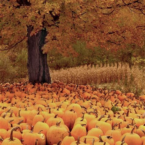 Pumpkins In The Fall In Vermont Usa Landscape Photograph For Sale