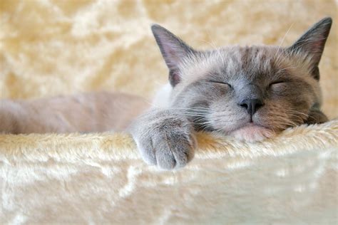 Why Do Cats Sleep So Much Hills Pet