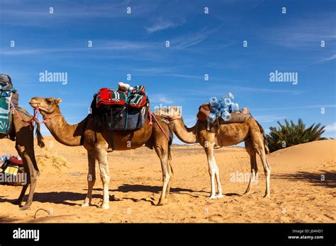 Dedo Del Pie De Camello Fotografías E Imágenes De Alta Resolución Alamy