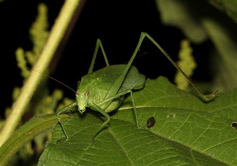 Introduction To The False Katydids Listening To Insects