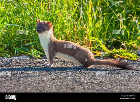 Ermine Stoat Short Tailed Weasel Mustela Erminea Sitting On The