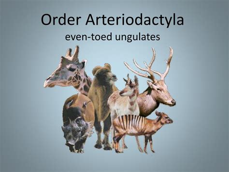 Ppt Order Arteriodactyla Even Toed Ungulates Powerpoint Presentation