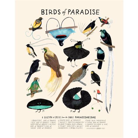 Birds Of Paradise Kelzuki