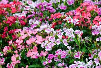 Perennial flowers safe for dogs. Various Types of Dog-Safe Shade Perennials for Your Garden ...