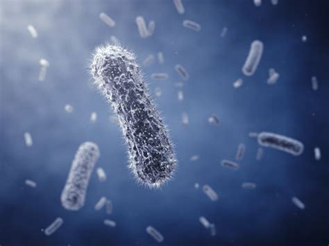Un Sex Bacteria Reveal New Type Of Reproduction Live Science