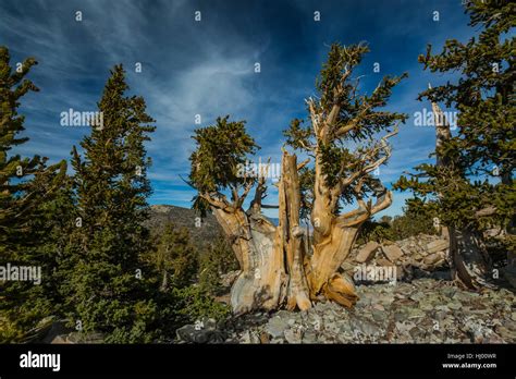 Ancient Great Basin Bristlecone Pine Pinus Longaeva In A Grove Near
