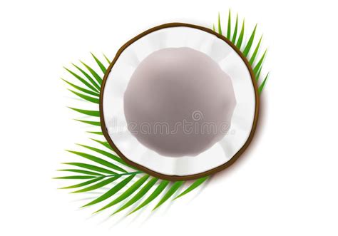 Half Coco Nut With Green Palm Leaves Stock Vector Illustration Of