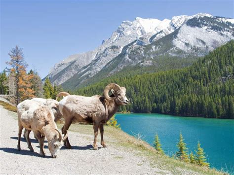 7 Awesome Things To Do In Banff On Your Next Vacation