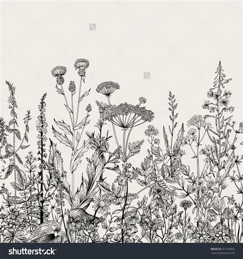 Vector Seamless Floral Border Herbs And Wild Flowers Botanical