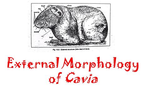 External Morphology Of Guinea Pig Cavia Porcellus Diagram