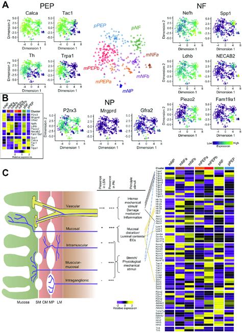 Definition Of Colonic Neuronal Subtypes Identified By Scrnaseq