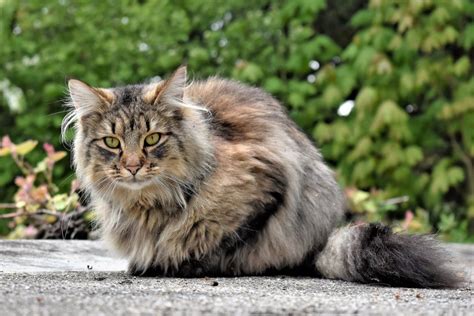 Gatos De Pelo Largo Razas