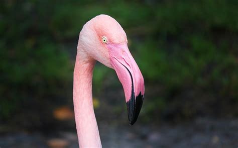 Picture Flamingo Beak Pink Color Head Animals Staring Closeup