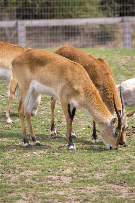 Red Lechwe Antelope Free Stock Photo Public Domain Pictures