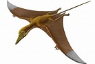 Pterosaurs, Flight in the Age of Dinosaurs: How Did ...