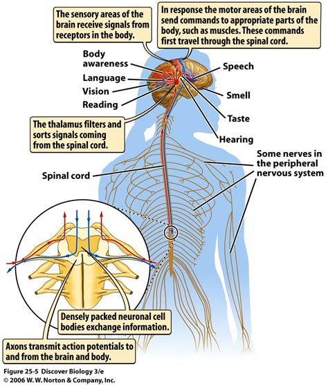Central Nervous System Diagram Brain And Spinal Cord Organisation Of