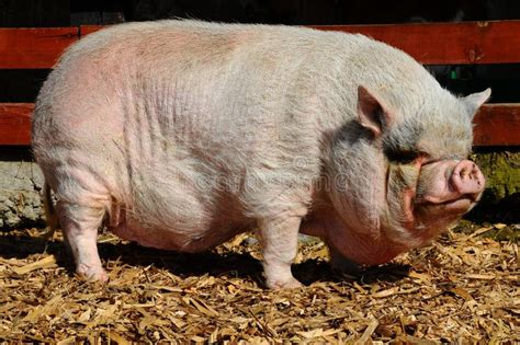 Pot Bellied Pig Stock Photo Image Of Animal Farm Weight 17953058