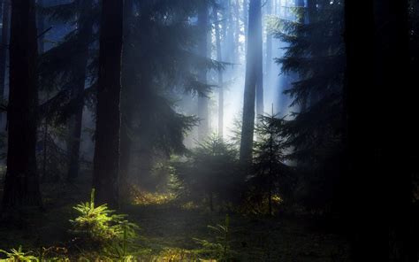 41 Black Forest Hd Wallpapers On Wallpapersafari