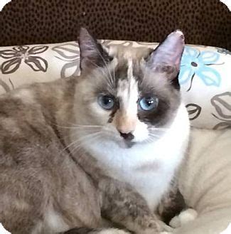 Siamese cat rescue center, based in virginia and serving much of the eastern us, florida, to new hampshire, to indiana, to tennessee. Siamese Cats For Adoption Near Me - 2016 Siamese Cats