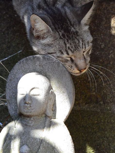 Zen Cat Buddha Cats And Kittens Cats