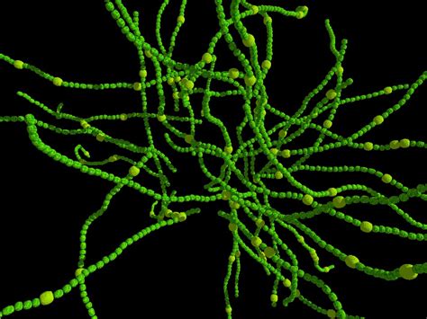 Filamentous Cyanobacteria Science A Picture Story