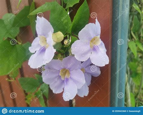Beautiful Creeping Thunbergia Grandiflora Vine Flower Stock Photo