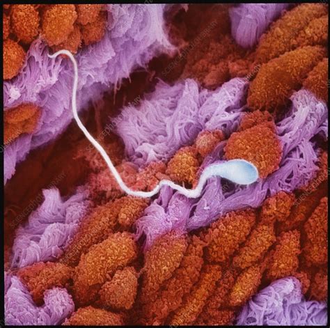 sperm in fallopian tube sem stock image c048 7822 science photo library