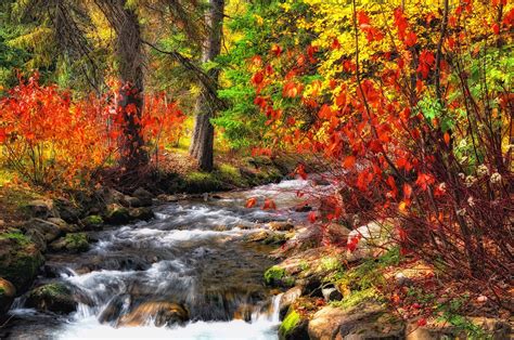 Forest River Trees Autumn Nature Wallpaper 4288x2848 430397
