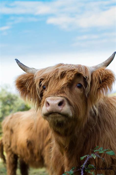 Scottish Highland Cattle Fluffy Cows Cute Cows Highland Calf
