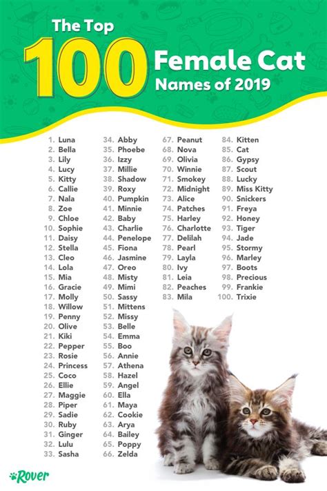 The Most Popular Cat Names In The Usa Kitten Names Girl Kitten Names