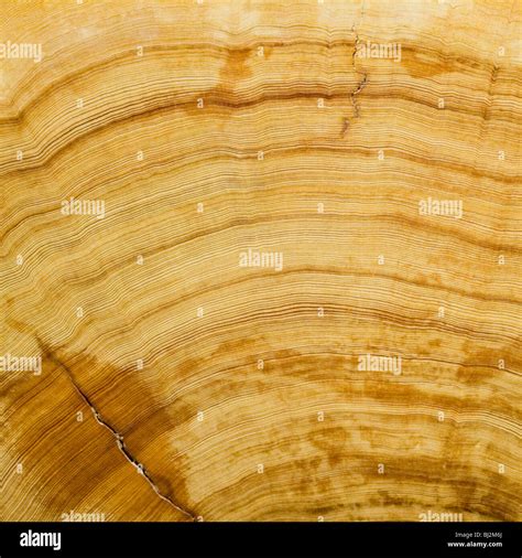 Cut Log Woodgrain Background Texture Stock Photo Alamy
