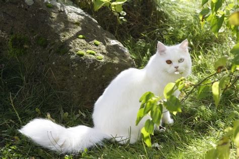 white cat image  files  jpg format    easy  unlimit