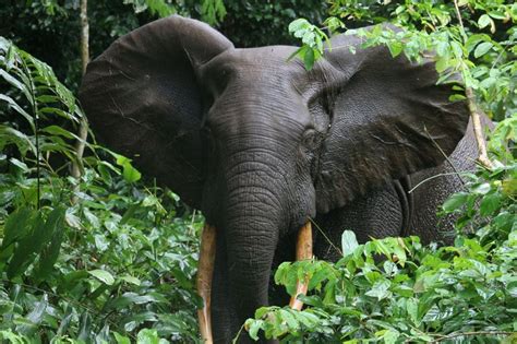 Pin By 孟儒 吳 On EᒪᏋᑭℋᎯᑎt ᗯoᖇᒪᗪ¸♡ღ¸♥•´ African Forest Elephant