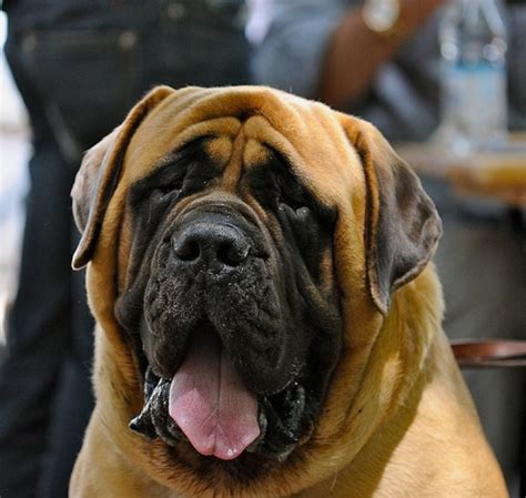 Is Russian Ovcharka The Largest Dog Breed