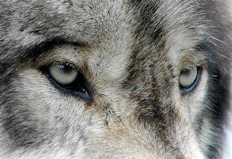What Ernest Thompson Setons Wolf Trapping Teaches Us Brave New Wild