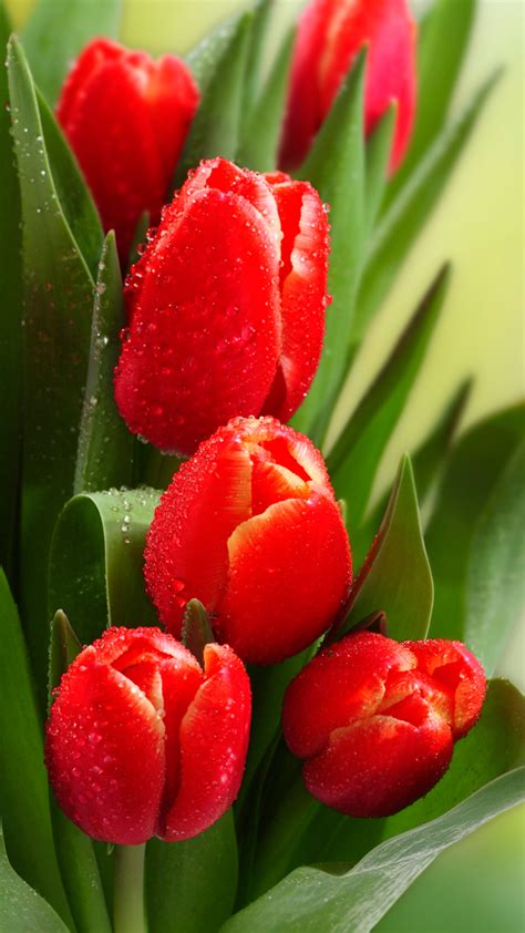 Fotos De Hermosos Tulipanes 200 Mejores Imágenes Gratis De Estas Flores