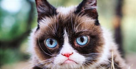 Grumpy Cat Internet Meme Icon Celebrity And Legend Has Died