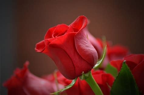 Jun 25, 2021 · dialah sang mawar merah dengan surga nya. 50+ Gambar Bunga Mawar Tercantik di Dunia (Warna Putih ...