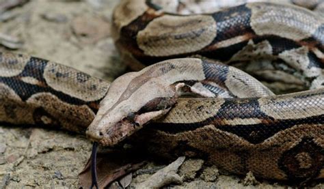 Boa Constrictor Snake Facts Diet And Habitat Information