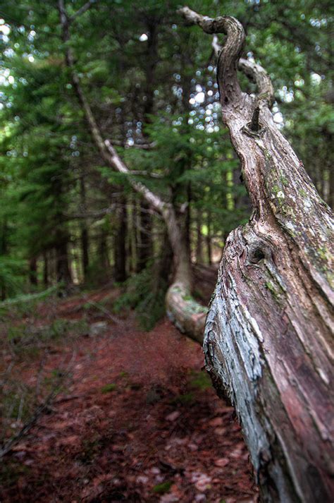 Tree Trunk Sculpture Photograph By Paul Mangold Fine Art America