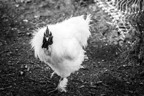 black and white chicken by tjs photographs on deviantart