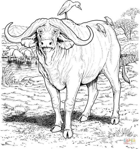 African Buffalo Animal Coloring Pages African Animals