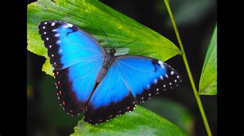 Beautiful Rainforest Butterflies Youtube