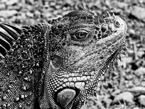 15 Amazing Black And White Wildlife Images That Will Leave You Spellbound